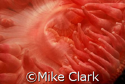 Bright red Dahlia Anemone. Vis 1 metre!
went in close fo... by Mike Clark 